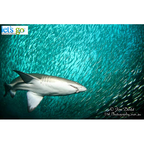 PADI AWARE Shark Conservation Distinctive Specialty